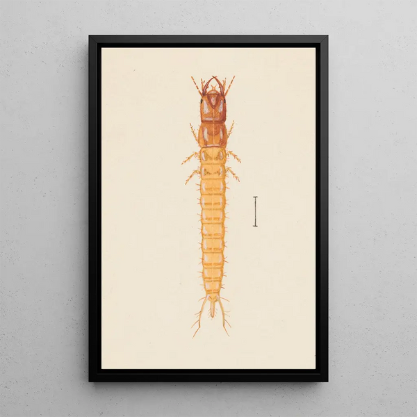 George Hudson - Entomology watercolour Pl020.webp
