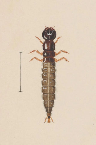 George Hudson - Entomology watercolour Pl021.webp