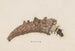 Entomologie aquarelle Pl025 - George Hudson — weergave van het kunstwerk