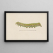 Entomologie aquarelle Pl026 - George Hudson — ingelijst kunstwerk aan de muur