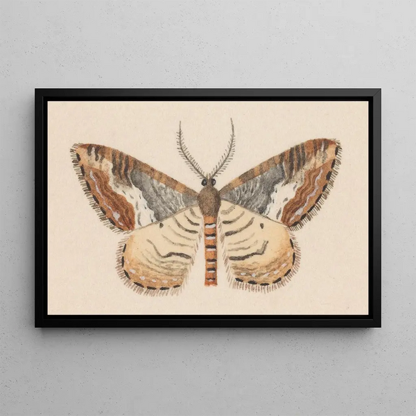 George Hudson - Entomology watercolour Pl039.webp
