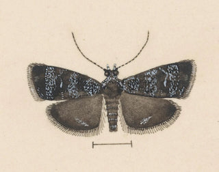 George Hudson - Entomology watercolour Pl044.webp