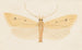 Entomologie aquarelle Pl052 - George Hudson — weergave van het kunstwerk