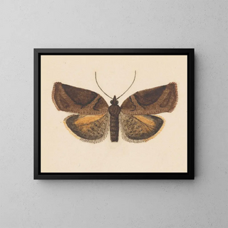 George Hudson - Entomology watercolour Pl056.webp