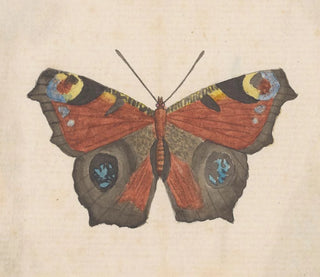 George Hudson - Entomology watercolour Pl069.webp