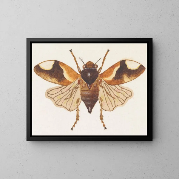 aquarelschilderij van entomologie Pl075 - George Hudson — ingelijst kunstwerk aan de muur
