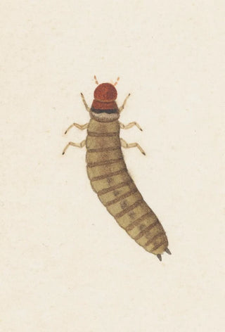 George Hudson - Entomology watercolour Pl090.webp