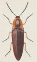 Aquarelle entomologique Pl091 - George Hudson — weergave van het kunstwerk
