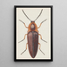 Aquarelle entomologique Pl091 - George Hudson — ingelijst kunstwerk aan de muur