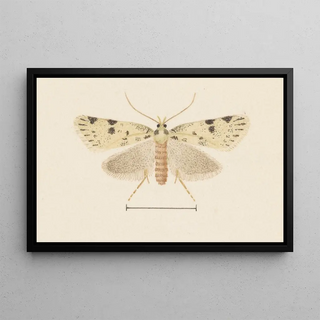 George Hudson - Entomology watercolour Pl094.webp