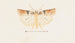 Entomologie aquarelle Pl095 - George Hudson — weergave van het kunstwerk