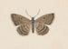 Entomologie aquarelle Pl097 - George Hudson — weergave van het kunstwerk