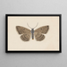 Entomologie aquarelle Pl097 - George Hudson — ingelijst kunstwerk aan de muur