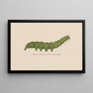 George Hudson - Entomology watercolour Pl098.webp