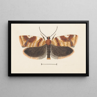 George Hudson - Entomology watercolour Pl101.webp