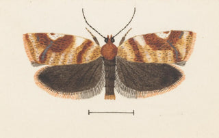 George Hudson - Entomology watercolour Pl101.webp