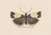 Entomologie aquarelle Pl103 - George Hudson — weergave van het kunstwerk