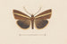 Entomologie aquarelle Pl106 - George Hudson — weergave van het kunstwerk