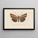 Entomologie aquarelle Pl106 - George Hudson — ingelijst kunstwerk aan de muur