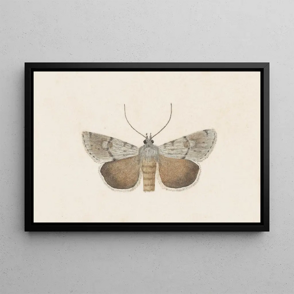 George Hudson - Entomology watercolour Pl109.webp