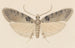 Entomologie aquarelle Pl113 - George Hudson — weergave van het kunstwerk