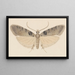 Entomologie aquarelle Pl113 - George Hudson — ingelijst kunstwerk aan de muur
