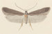 Entomologie aquarelle Pl114 - George Hudson — weergave van het kunstwerk