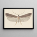 Entomologie aquarelle Pl114 - George Hudson — ingelijst kunstwerk aan de muur