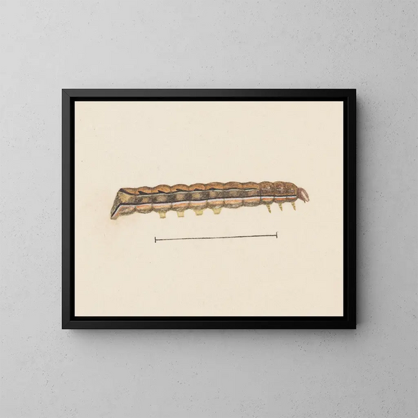 aquarellententologie Pl115 - George Hudson — ingelijst kunstwerk aan de muur
