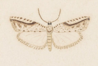 George Hudson - Entomology watercolour Pl120.webp