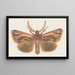 Entomologie aquarelle Pl126 - George Hudson — ingelijst kunstwerk aan de muur