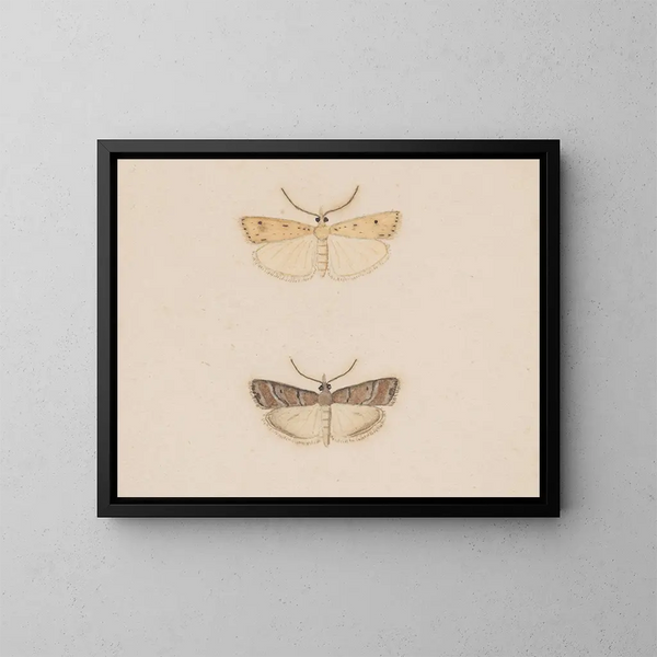 aquarellententologie Pl134 - George Hudson — ingelijst kunstwerk aan de muur