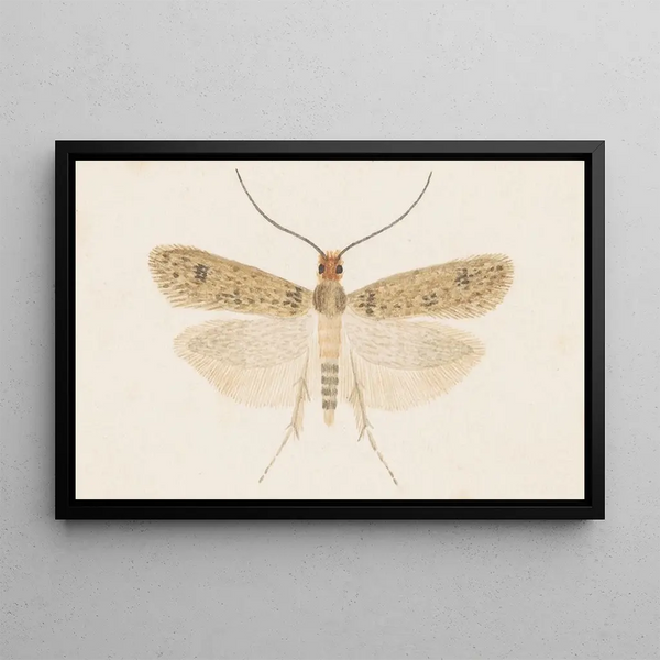 George Hudson - Entomology watercolour Pl135.webp
