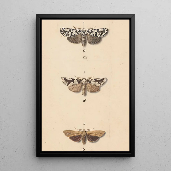 George Hudson - Entomology watercolour Pl140.webp