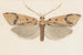 Entomologie aquarelle Pl143 - George Hudson — weergave van het kunstwerk