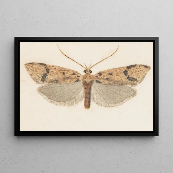 George Hudson - Entomology watercolour Pl143.webp