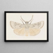 Entomologie aquarelle Pl145 - George Hudson — ingelijst kunstwerk aan de muur