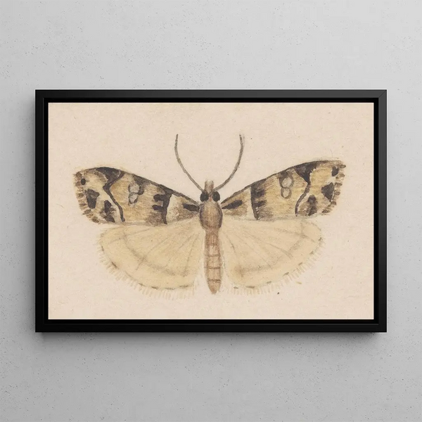 George Hudson - Entomology watercolour Pl148.webp