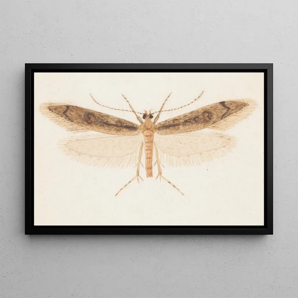 George Hudson - Entomology watercolour Pl150.webp