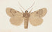 Entomologie aquarelle Pl154 - George Hudson — weergave van het kunstwerk