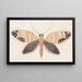 Entomologie aquarelle Pl157 - George Hudson — ingelijst kunstwerk aan de muur