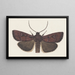 Entomologie aquarelle Pl160 - George Hudson — ingelijst kunstwerk aan de muur