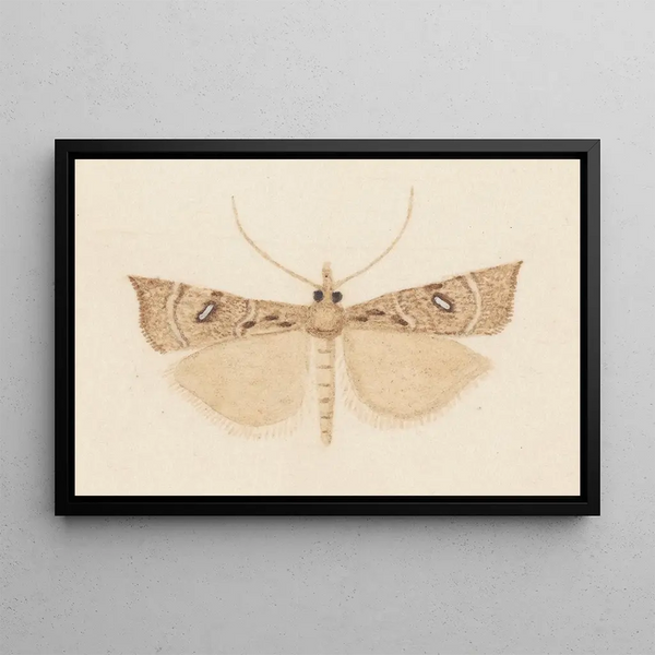 George Hudson - Entomology watercolour Pl162.webp