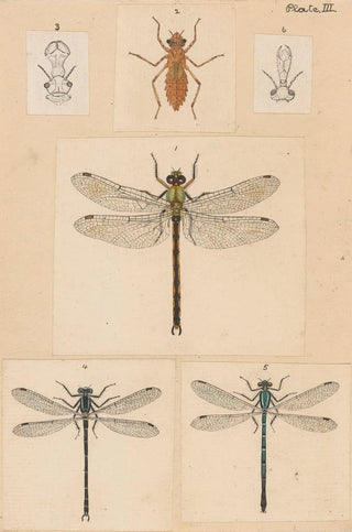 George Hudson - Original hand painted plate for New Zealand Neuroptera Plate III.webp