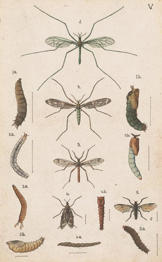 George Hudson - Original hand painted plate for the Manual of New Zealand Entomology Plate V.webp