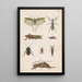 Planche originele handgeschilderd voor de Manual of New Zealand Entomology Planche XVII - George Hudson — ingelijst kunstwerk aan de muur