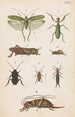 Planche originele handgeschilderd voor de Manual of New Zealand Entomology Planche XVII - George Hudson — weergave van het kunstwerk