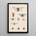 Planche originele handgeschilderd voor de Manual of New Zealand Entomology Planche XX - George Hudson — ingelijst kunstwerk aan de muur