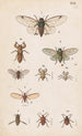 Planche originele handgeschilderd voor de Manual of New Zealand Entomology Planche XX - George Hudson — weergave van het kunstwerk