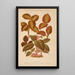 Dictionnaire pratique d'horticulture Pl04 - George Nicholson — framed artwork on a wall